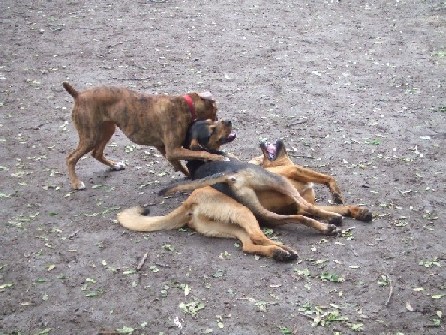 Dog Park 1