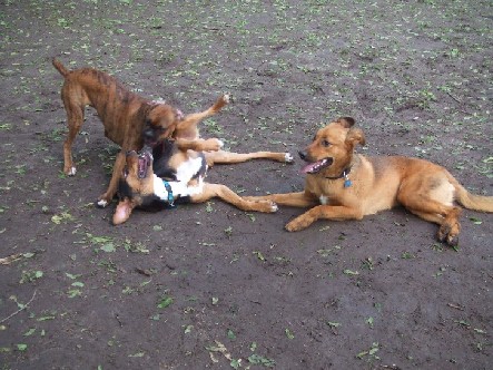 Dog Park 2