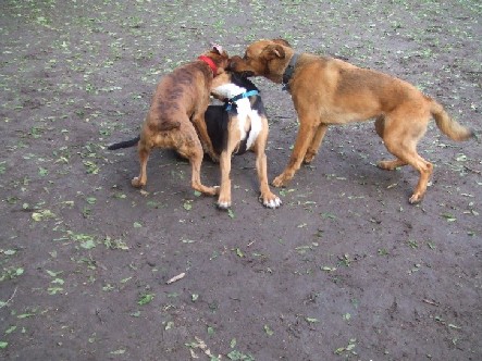 Dog Park 3