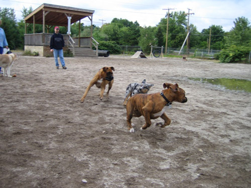Dog Park