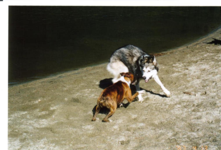 Dog Park