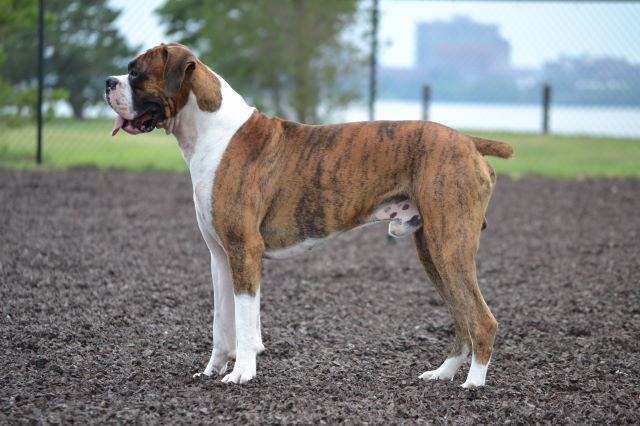 Dog Part Photo