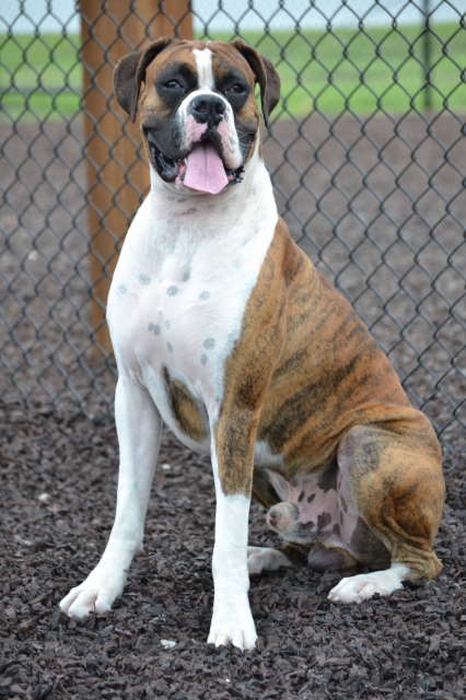 Dog Part Photo