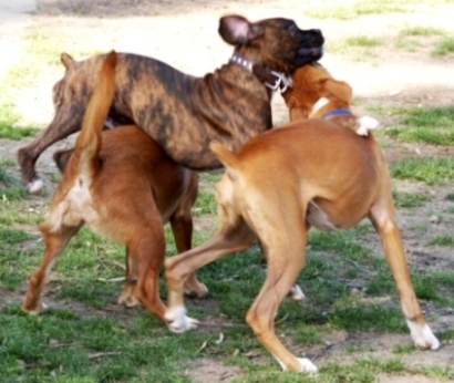 Dog Pile! L.A. Bash January