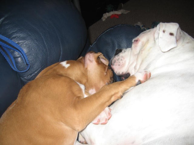 Dog Pile