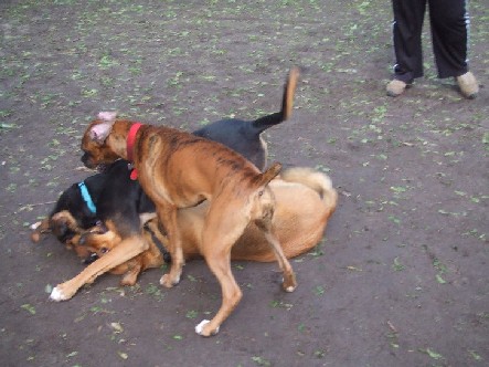 Dog Pile!