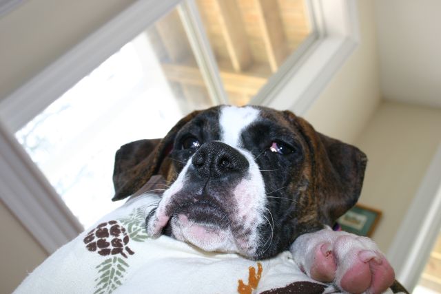 Dog Tired