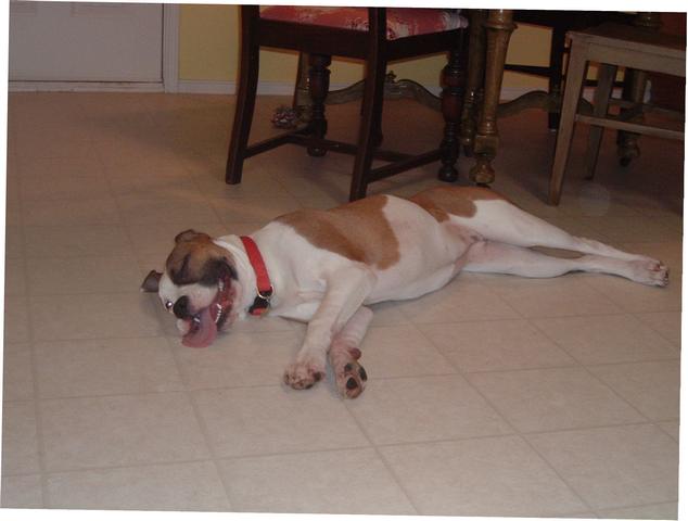 Dog tired!