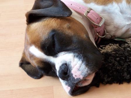 Dog tired!!