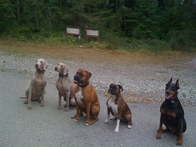 Dog Walk
