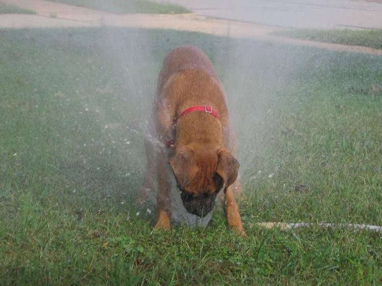Dog wash!