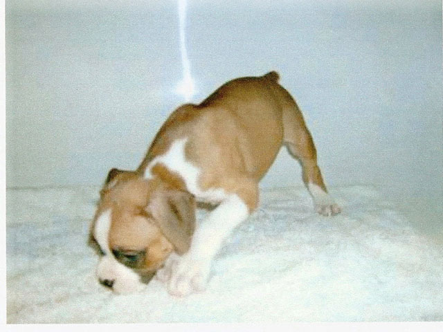 Dog2