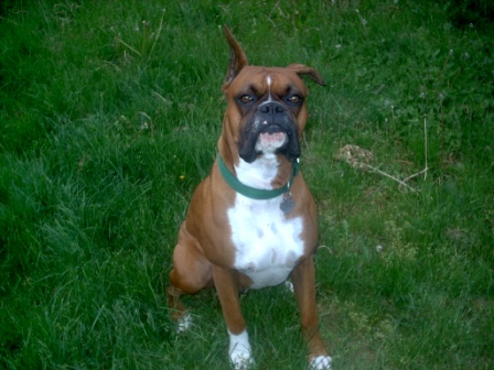 dog_002