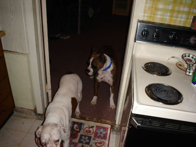 dog_11_