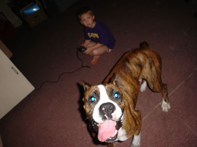 dog_15_