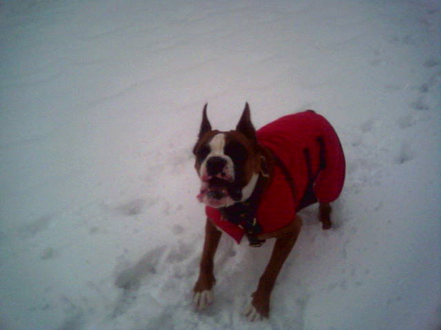dog_park