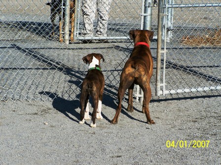 dog_park_1