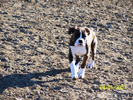 dog_park_2