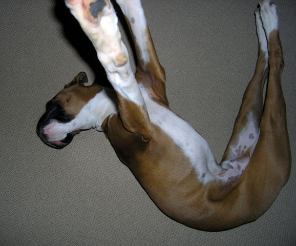 Doga