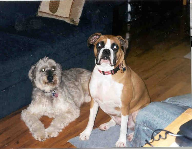 dogday2