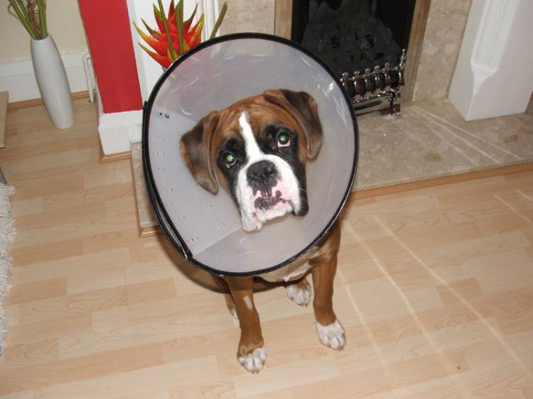Doggie Helmet