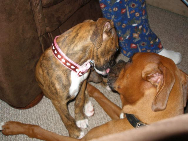 Doggie Luv!