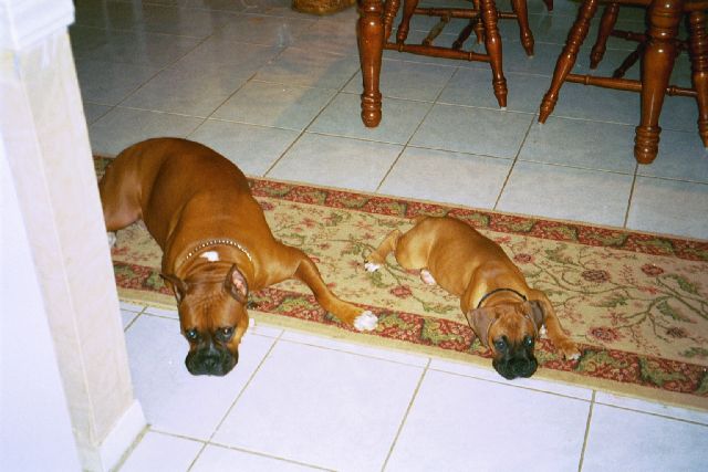 Doggie see, Doggie do