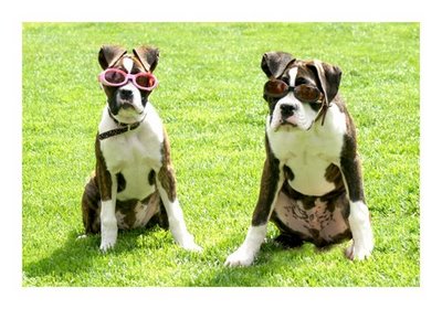 doggles-2-for-web