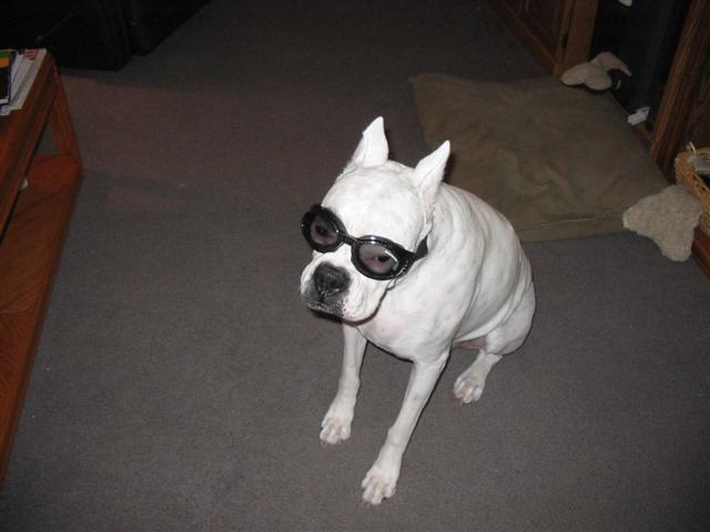 Doggles
