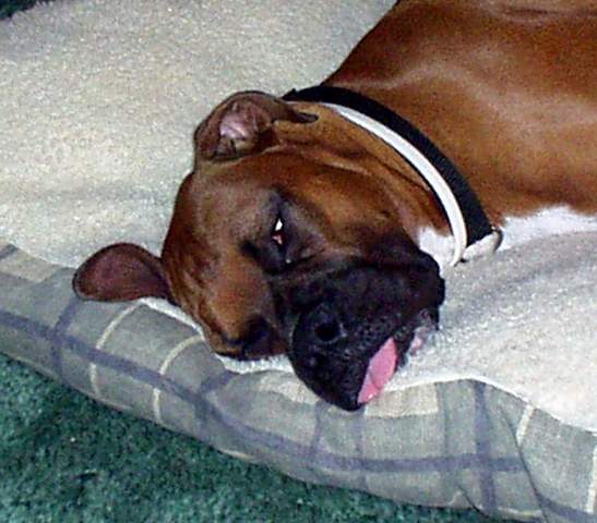 doggontired