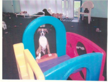 Doggy Daycare