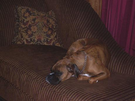 Doggy Dreaming