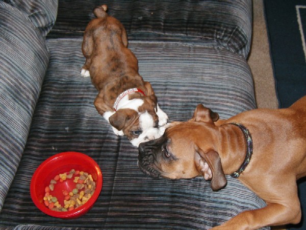 Doggy Stare-Down