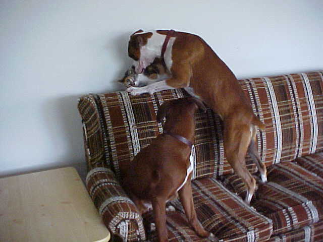 Dogs and Cat