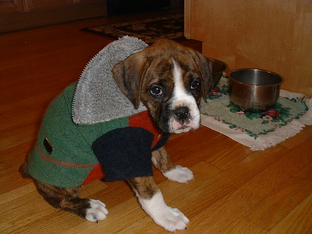 Dogs do not wear coats
