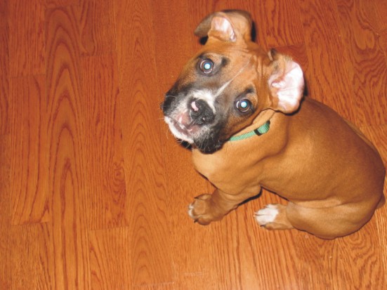 Dog's Eye View