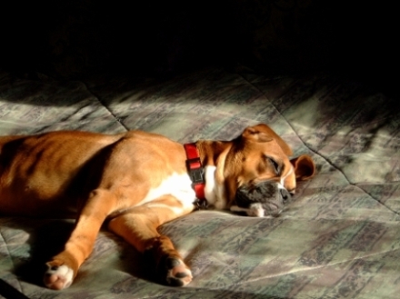 Dog's LIfe 2