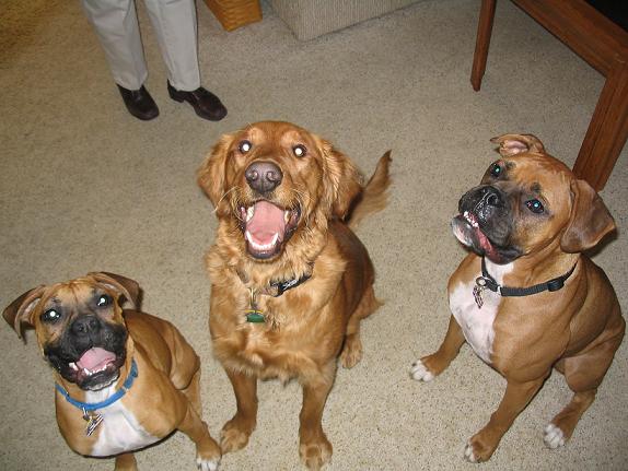 dogs on turkey day!