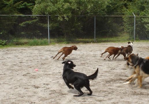 Dogs running wild