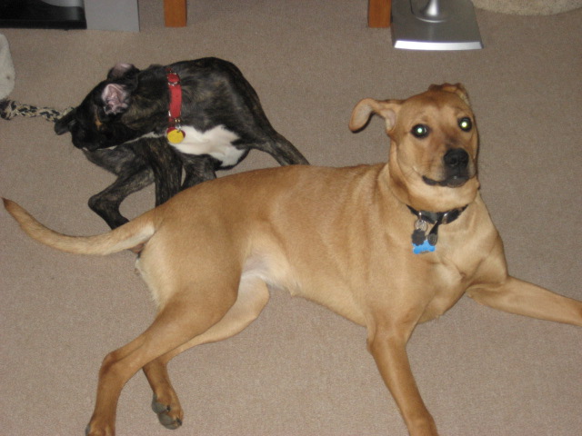 DOGS001