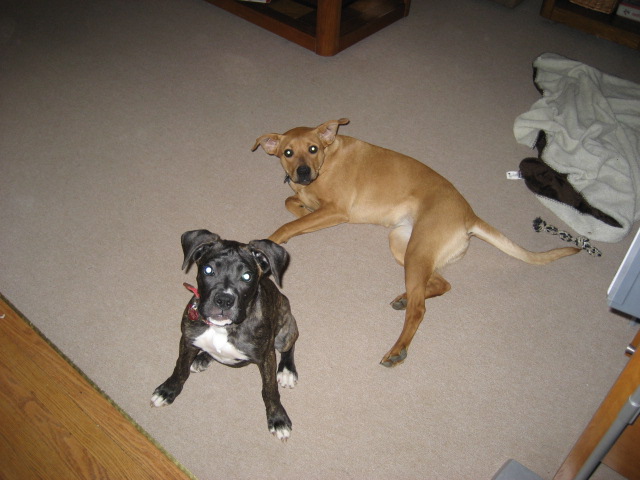 DOGS003