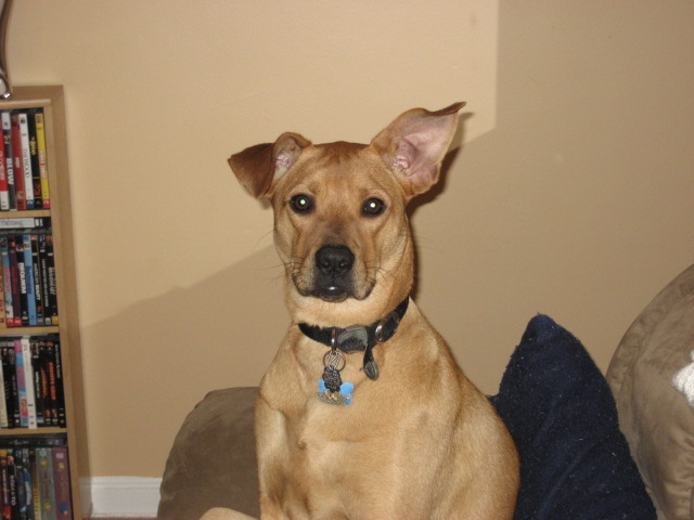 DOGS006