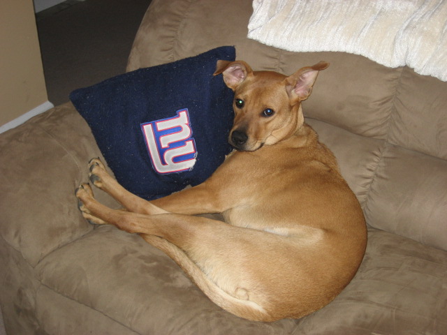 DOGS009