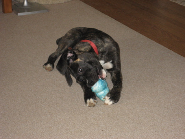 DOGS013