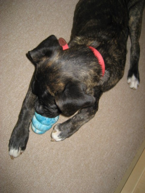 DOGS015