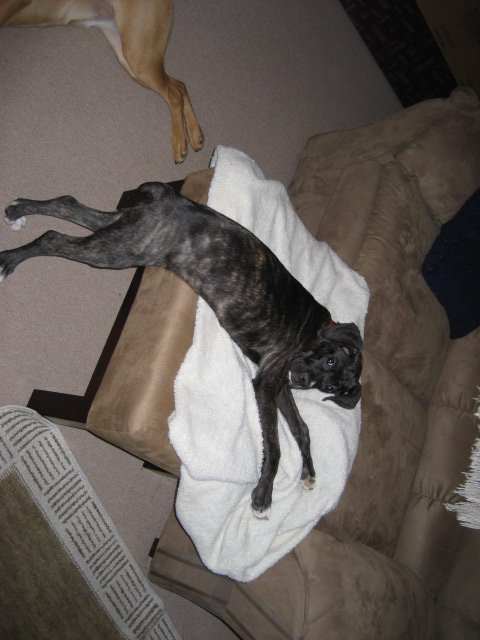 DOGS017