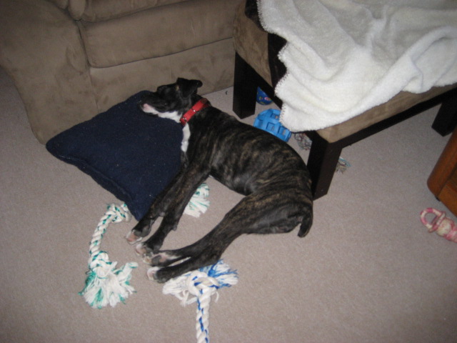 DOGS020