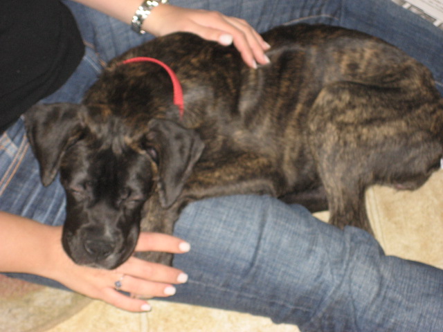DOGS025