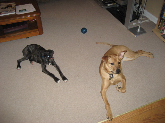 DOGS026