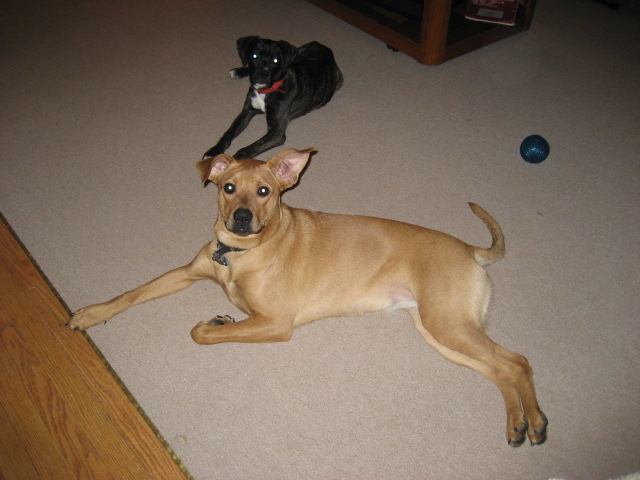 DOGS027